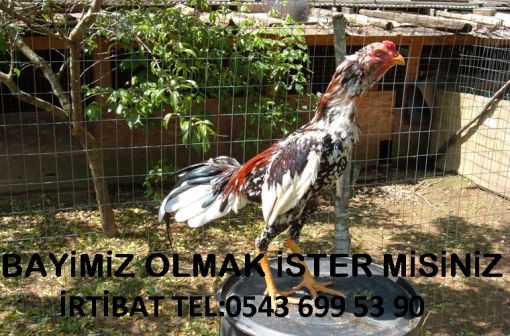  Hint horozu Bayilik Veriliyor