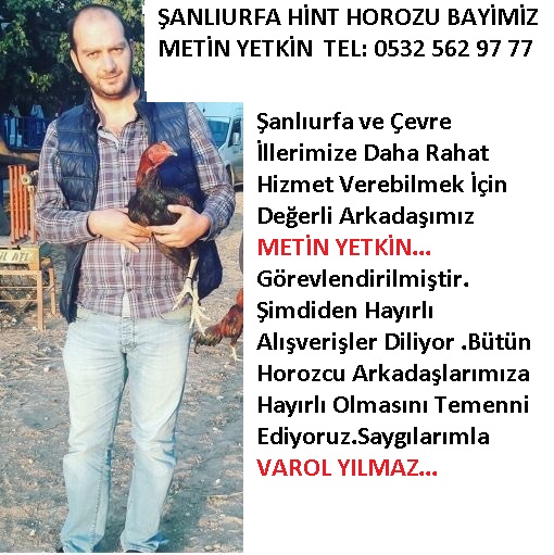 Hint Horozu Şanlıurfa